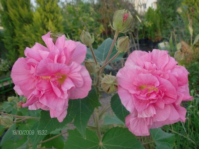 Hibiscus mutabilis 3.JPG