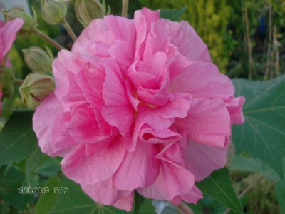 Hibiscus mutabilis 2.JPG