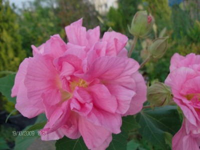 Hibiscus mutabilis 1.JPG