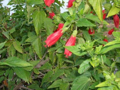 Malvaviscus penduliflorus 2.JPG