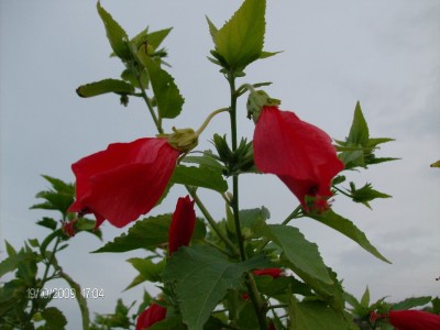 Malvaviscus penduliflorus 1.JPG