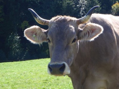 braunvieh1.jpg