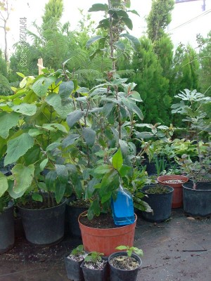 Cestrum elegans 1.JPG