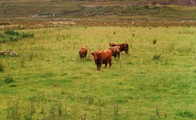 Schottland 22 - Hairy Coos.jpg