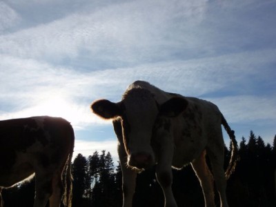 unser Jungvieh abend1.jpg