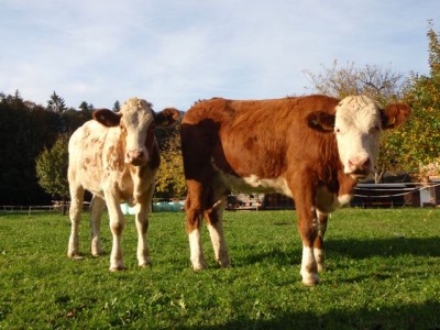 unser Jungvieh zwei Freundinnen1.jpg