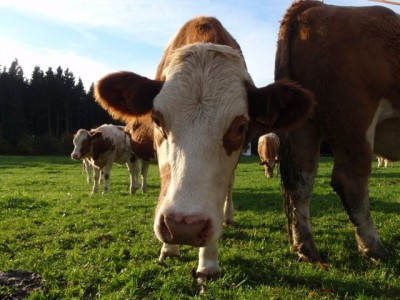 unser Jungviehliebguck1.jpg