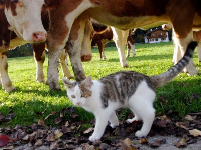 unser Jungvieh stupsie1.jpg