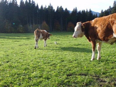 unser Jungvieh stupsie folgen1.jpg