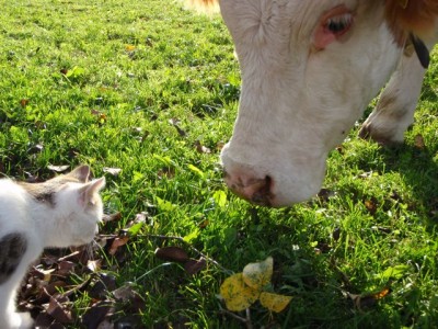 unser Jungvieh stupsie beschnubbern1.jpg