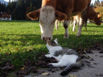 unser Jungvieh stupsie angstlos1.jpg