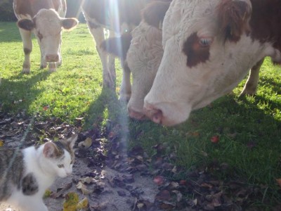 unser Jungvieh mit Katze Stupsie1.jpg