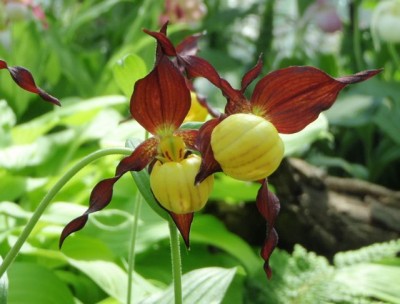 Cypripedium1.jpg