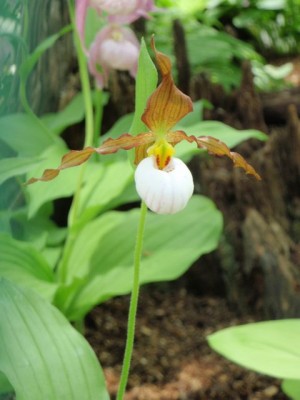 Cypripedium h1.jpg
