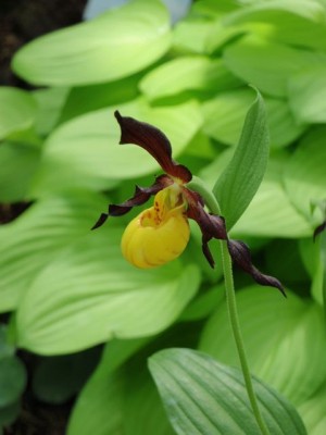 cypripedium hosta.jpg