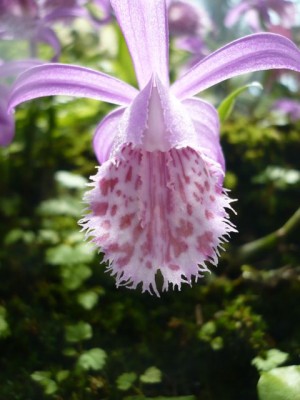 pleione1.jpg