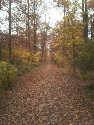 Herbst 1.jpg