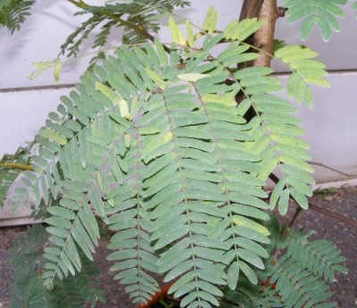seidenakazieokt20092.jpg