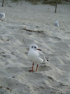 Ostsee 3.jpg