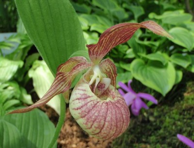cypripedium bei sammler1.jpg