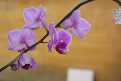 DSC03112_1.JPG