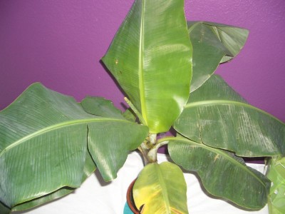 Banane4.jpg