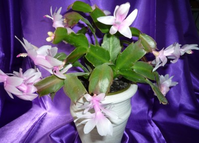 Schlumbergera weiß-rosa.JPG