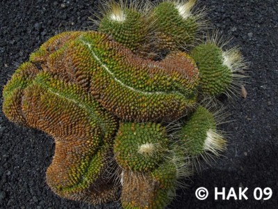 Cristata 8.JPG