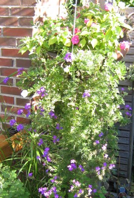 IMG_3321a.jpg