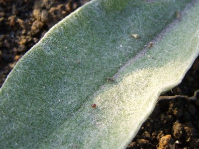 DSCI0009 - Kopie.JPG