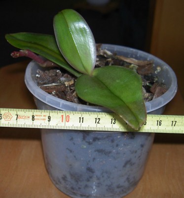mini-orchidee2.jpg