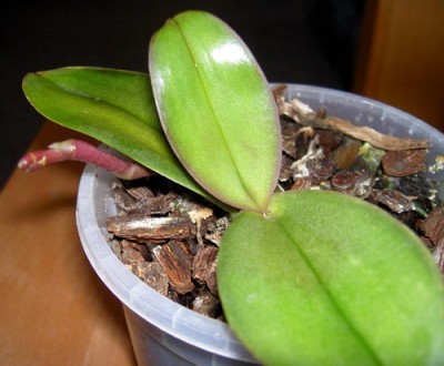 mini-orchidee1.jpg