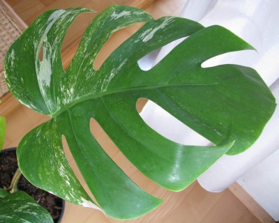 blatt.JPG