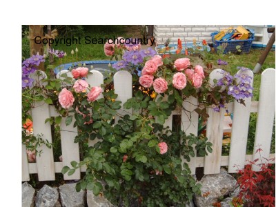 Garten Juni 2007 005.jpg