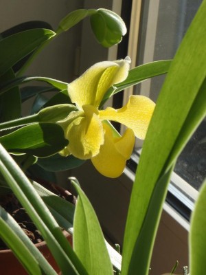 paphiopedilum Blüte mit großer knospe.JPG