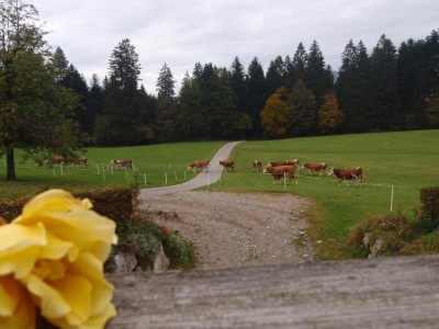Einlass Kühe.JPG