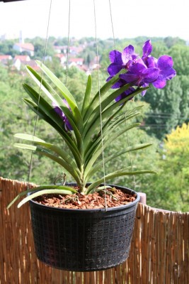 Vanda.JPG