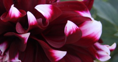 Makro Dahlienblüte.jpg