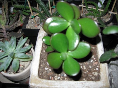 Crassula ovata.jpg