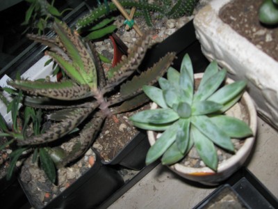 Kalanchoe daigremontiana und Pachyphytum compactum.jpg