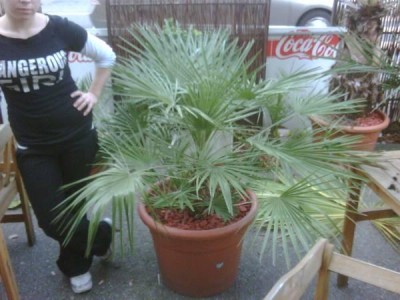 palme_was2.jpg