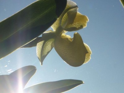 paphiopedilum.JPG