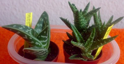 2009 a-variegata und a-squarosa.jpg