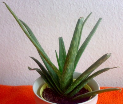 2009 a-vera1.jpg