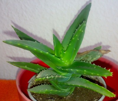 2009 a-mitriformis10.jpg
