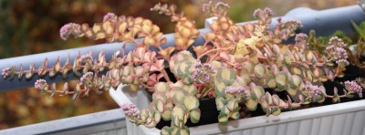 Sedum sieboldii medio variegata - 09.10.2009 - 1.jpg