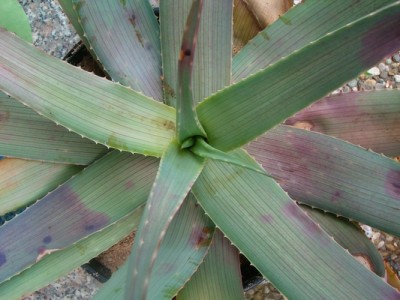 Aloe-vera.JPG