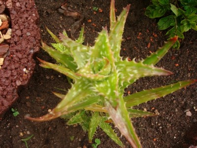 Aloe-squarrosa.JPG