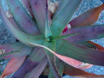 Aloe vera.JPG