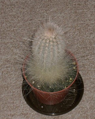 DSCI0283.JPG